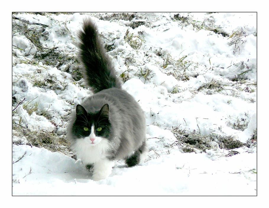 gray and white cat walking on snow, animal, pet, cat face, head
