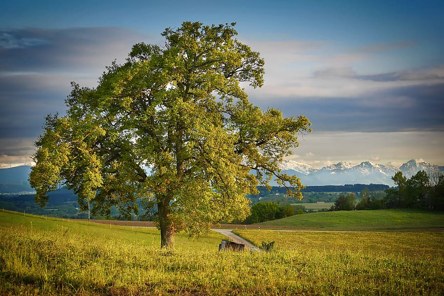 green tree under cloudy sky during daytime, nature, landscape HD wallpaper