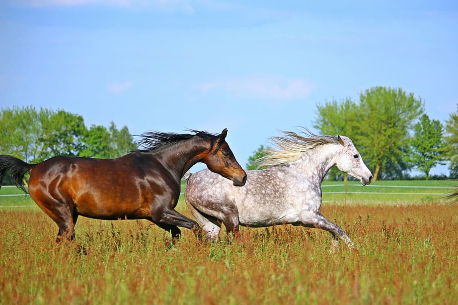 two horse galloping on grass field, flock, mold, brown, thoroughbred arabian, HD wallpaper