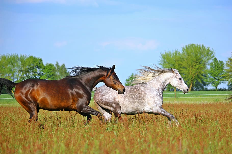 two horse galloping on grass field, flock, mold, brown, thoroughbred arabian HD wallpaper