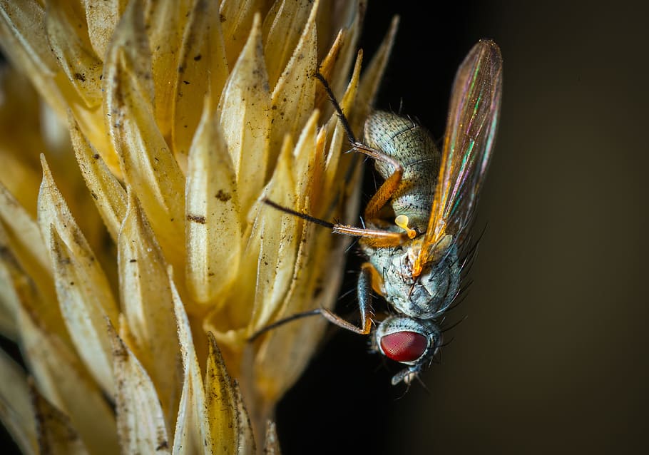 insect, nature, fly, wing, animals, kolosok, macro, animal themes HD wallpaper