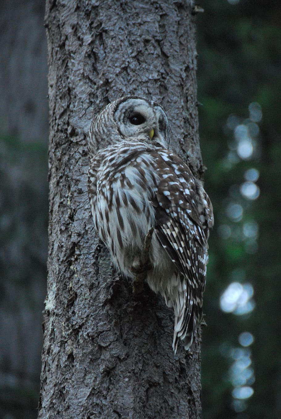 owl, tree, perched, bird, nocturnal, carnivore, predator, avifauna HD wallpaper