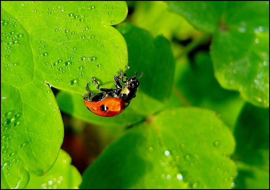 macro photography of ladybug on leaf close-up photo, beetle HD wallpaper