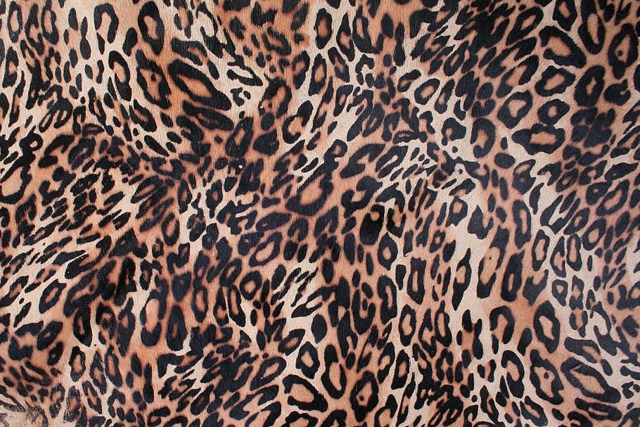 black and brown animal print surface, a leopard, leather, chiba HD wallpaper