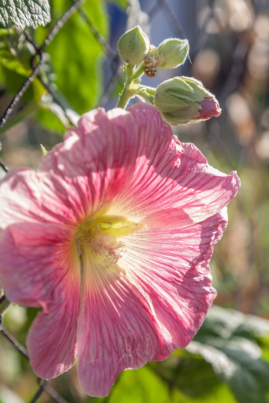 close, blossom, bloom, spring, flower, inflorescence, macro HD wallpaper