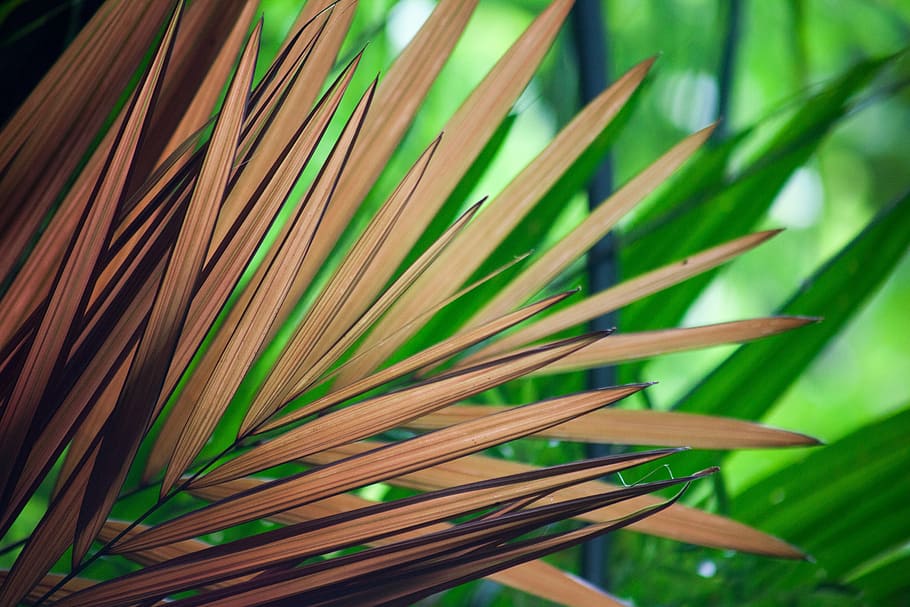 close up photography of brown palm leaves, brwon, dry, weathered HD wallpaper