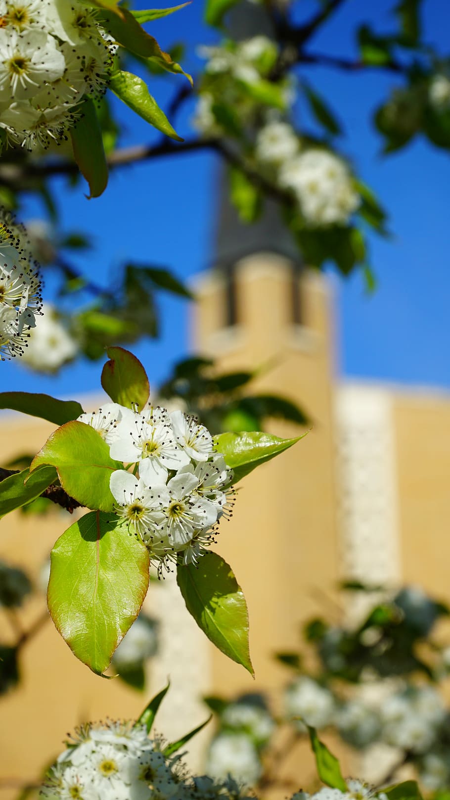 Church, Spring, Easter, Flowers, Dogwood, bloom, sky, brick HD wallpaper