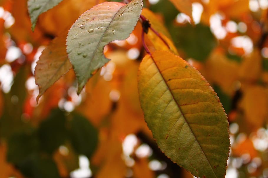 nature, leaves, tree, autumn, close-up, fall, macro, season, leaf HD wallpaper
