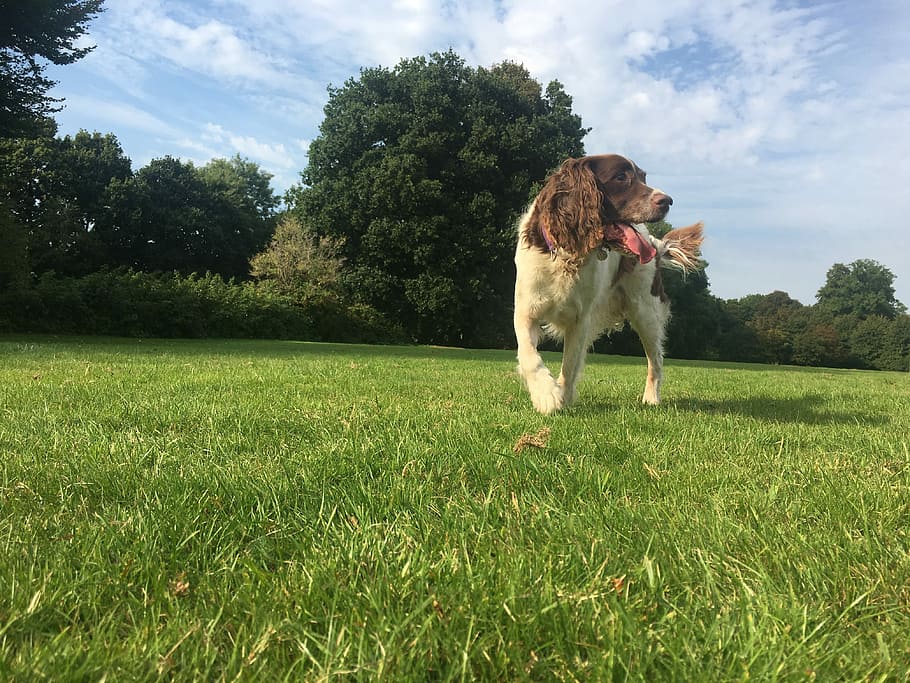 Dog, Grass, Walk, Nature, Animal, park, outdoors, summer, pets HD wallpaper