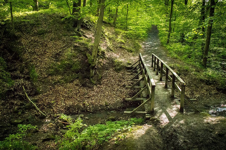 brown wooden dock surrounded by trees, nature forest, green HD wallpaper