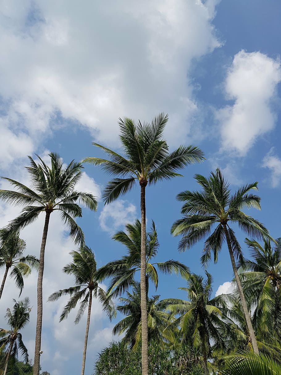 sky, clouds, palm Tree, blue, tropical Climate, nature, summer HD wallpaper