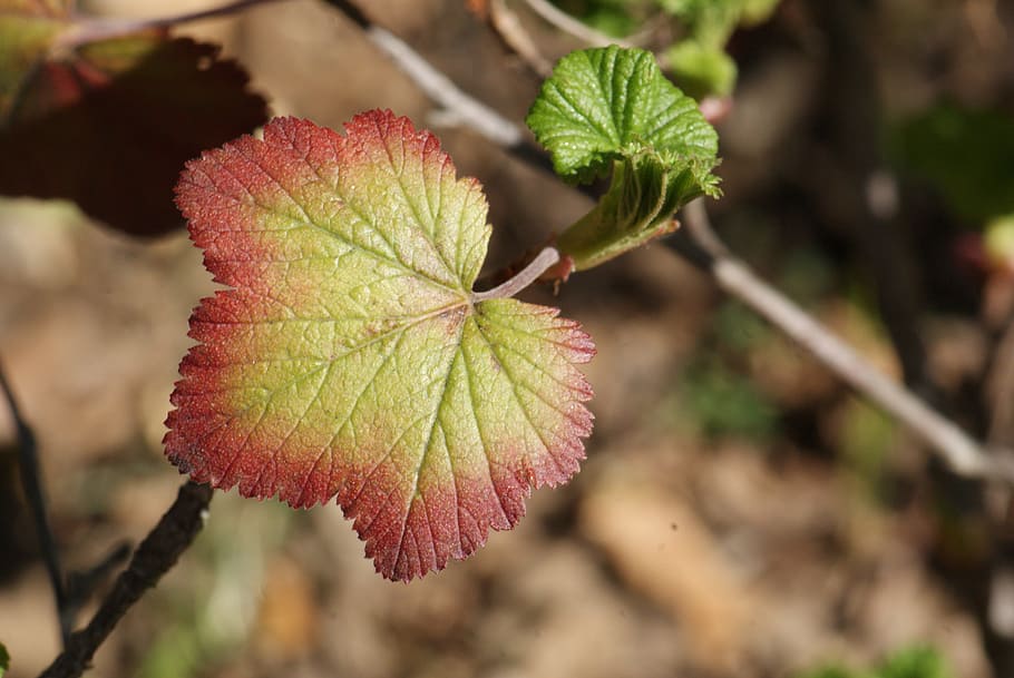 Currant, Leaf, Colored, Purple, Nature, foliage, autumn, plant HD wallpaper