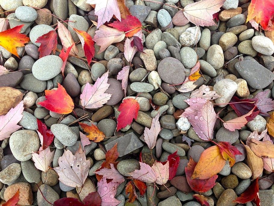 leaves on pebbles, Fall, Stone, Leaf, large group of objects HD wallpaper