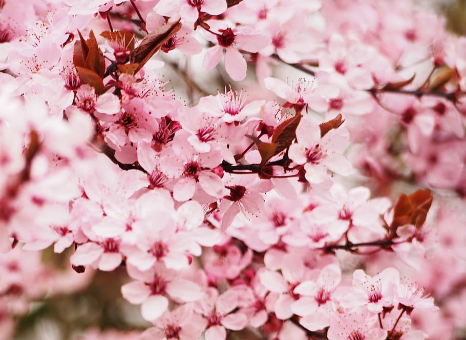 selective photography of pink cherry blosom, blossom, bloom HD wallpaper
