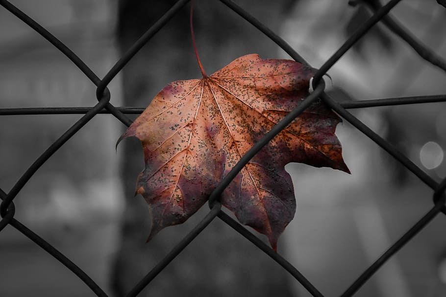 Leaf, Fence, Network, Freedom, autumn, joint, black and white HD wallpaper