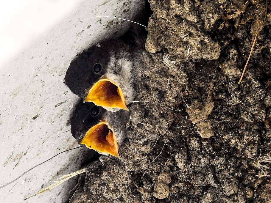 martin, schwalbe, nest, bird, nature, animal, no people, close-up HD wallpaper