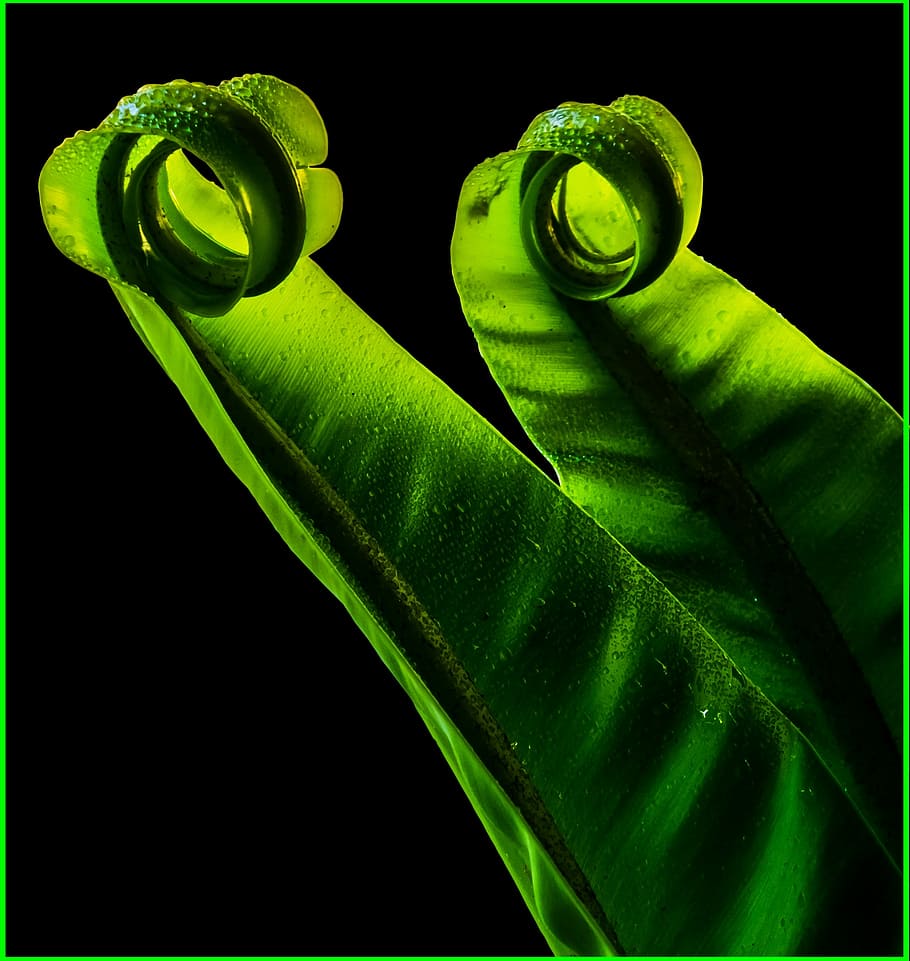 Leaf, Fern, Green, leaf fern, green color, black background HD wallpaper