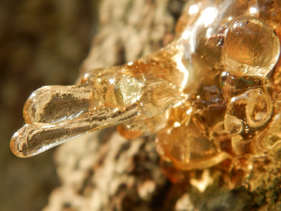 sap, tree, bark, liquid, dried, gum, drop, trunk, close-up HD wallpaper