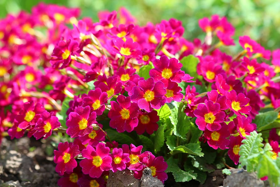 flowers, primrose, red, spring, bright, beautiful, flowering plant HD wallpaper