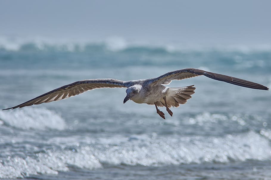seagull, fly, beach, bird, animal world, nature, animal themes HD wallpaper