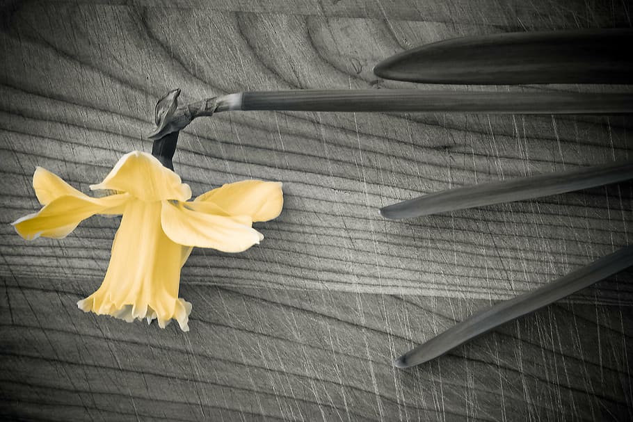 flower, spring, daffodil, yellow flower, plant, nature, bloom HD wallpaper