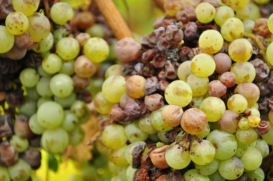 Grapes, Winegrowing, Vine, green, green grapes, close, food and drink HD wallpaper