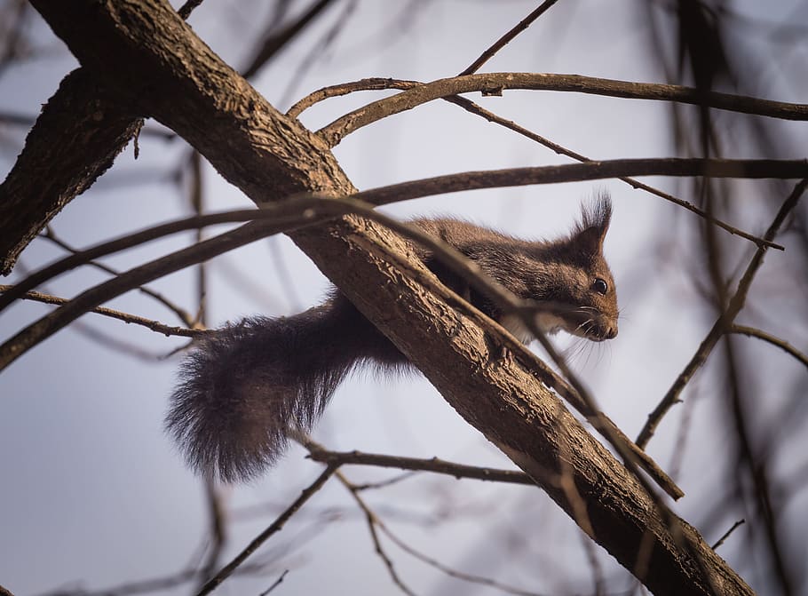 wood, nature, winter, animal, blur, branches, cute, downy, environment HD wallpaper