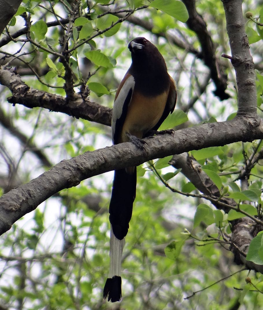 rufous treepie, dendrocitta vagabunda, bird, bharatpur, bird sanctuary, HD wallpaper