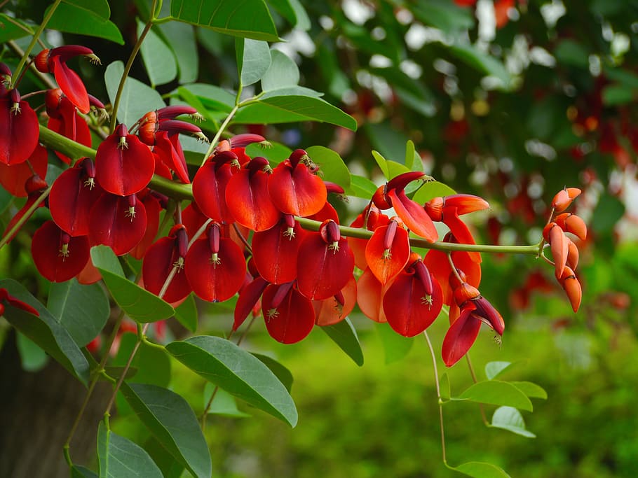 america hashigo梧, deigo, flowers, red, arboretum, wood, leaf, HD wallpaper