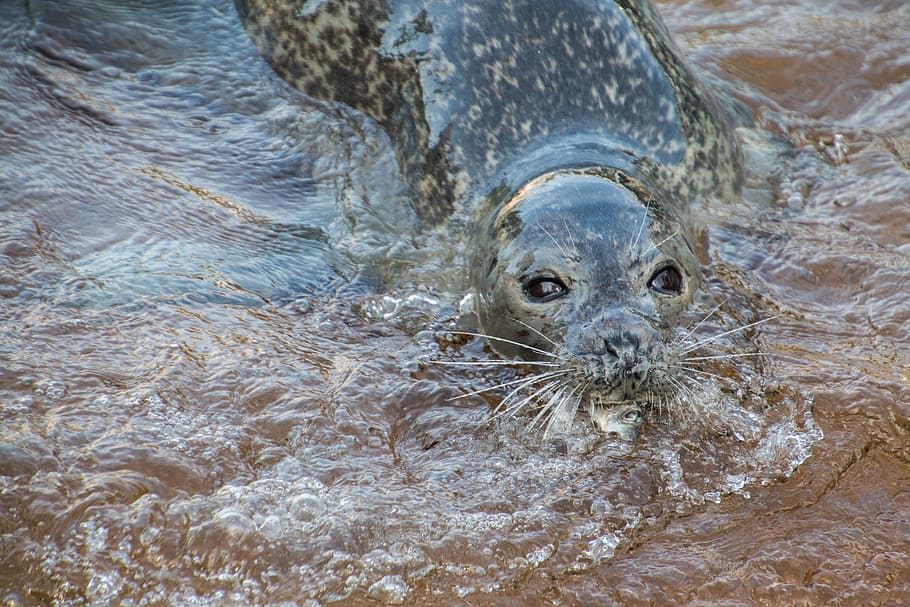 Seal, Robbe, Eat, Fish, Movement, Food, animal, water, nature HD wallpaper