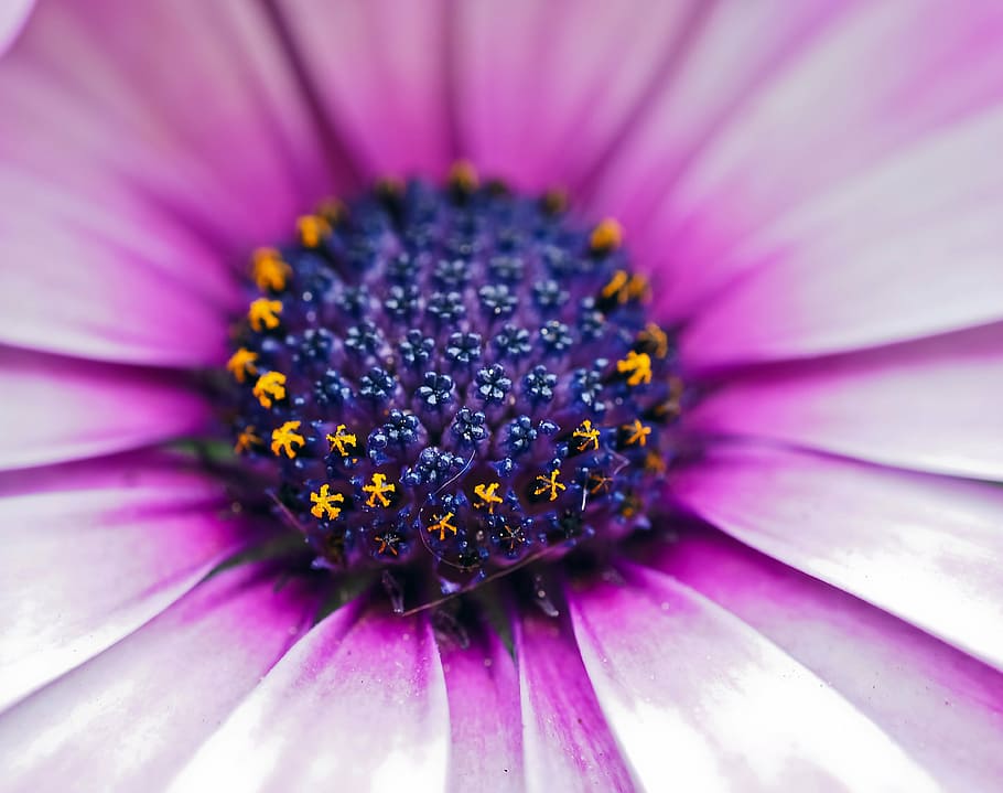 macro photography of purple petaled flower, cape basket, composites, HD wallpaper