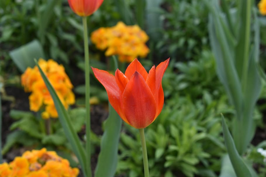 Tulip, Flower, Spring, Nature, Plant, flora, garden, color HD wallpaper