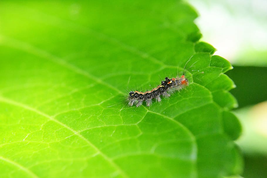 caterpillar, leaf, pest, damage, animal, nature, green, garden HD wallpaper