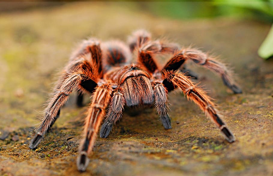 macro photography of brown haired tarantula, spider, creepy, scary
