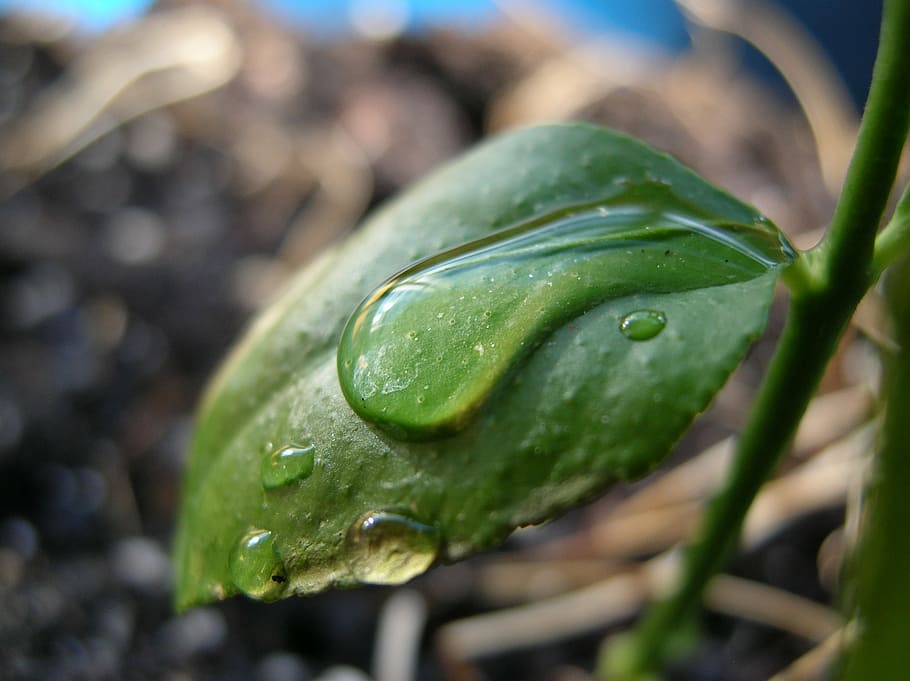 feather, leaf, closeup, garden, green, rain drops, a drop of water HD wallpaper