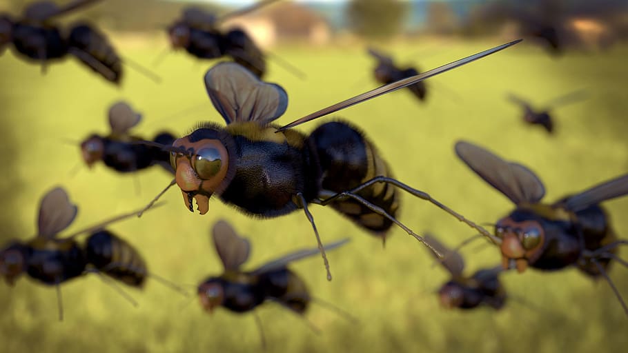Closeup Flying Honeybee Insects, animals, nature, macro, close-up HD wallpaper