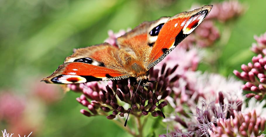 peacock butterfly perching on pink flower in close-up photography HD wallpaper
