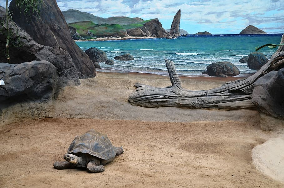 Turtle, Animal, Water, nature, no people, day, outdoors, travel destinations HD wallpaper