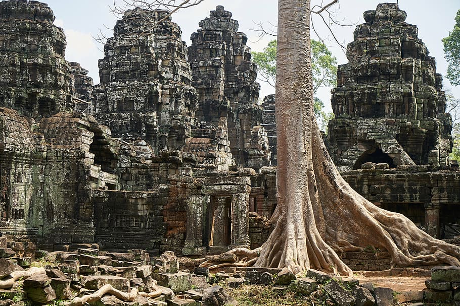 Angkor wat Cambodia, tree, nature, plant, big, old, temple, spring, HD wallpaper
