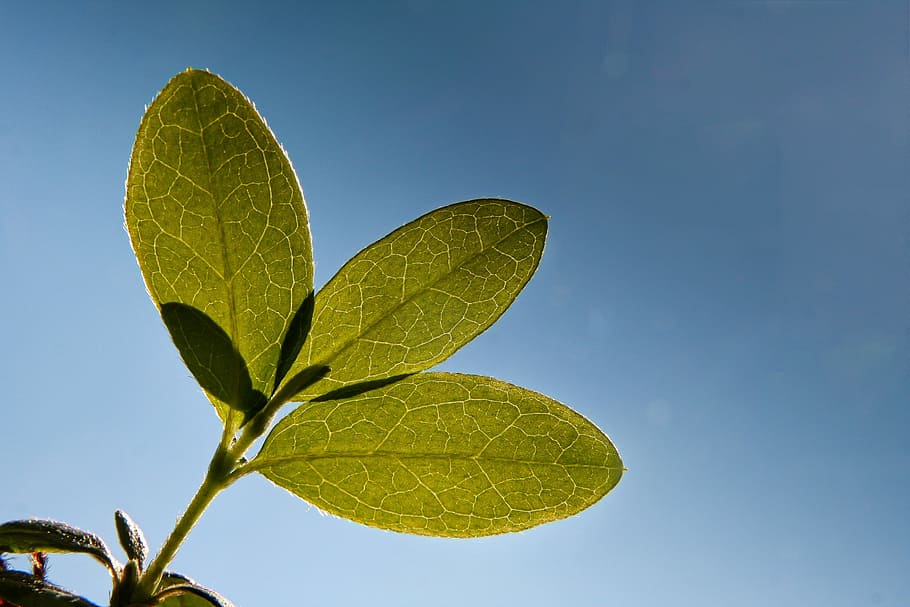 Leaf, Plant, Vegetation, Sunlight, back light, green, sheet framework HD wallpaper