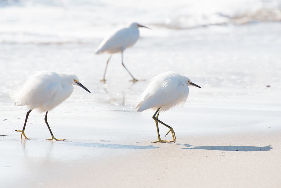 three white birds walking on white sand on seashore during daytime, walking small egrets on seashore HD wallpaper