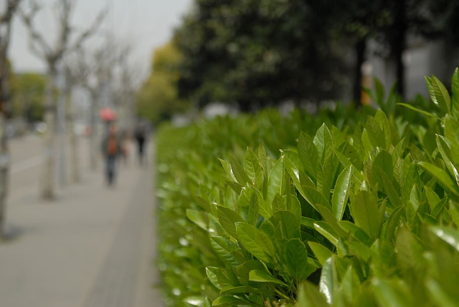 leaf, park, the scenery, china, nature, street, plant, growth HD wallpaper