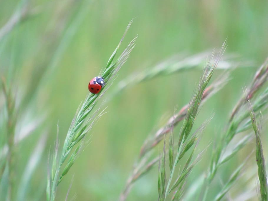 Ladybug, Spring, Nature, Insect, happiness, plant, grass, close-up HD wallpaper