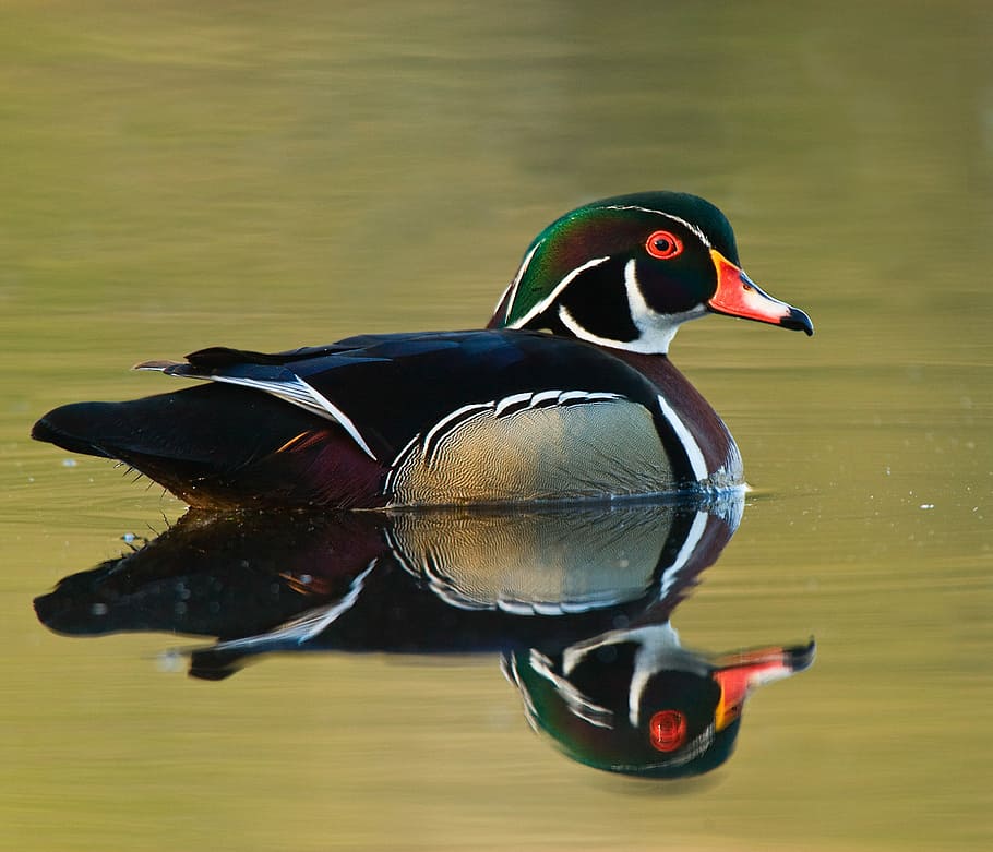 photo of male mallard duck on body of water, reflection of mandarin duck on body of water HD wallpaper
