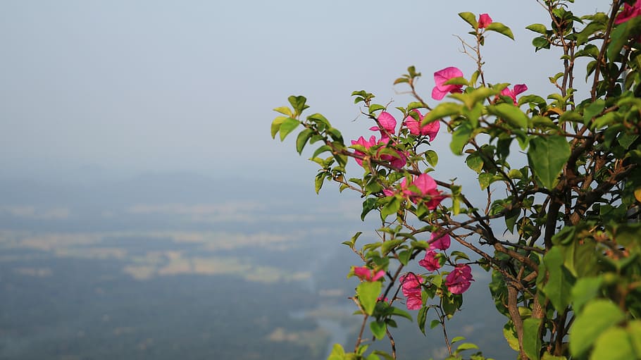 nature, tree, flora, summer, leaf, flower, outdoors, season HD wallpaper