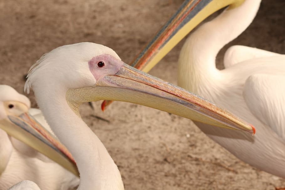 pelikan, bird, zoo, pelican, nature, animal, wildlife, beak HD wallpaper