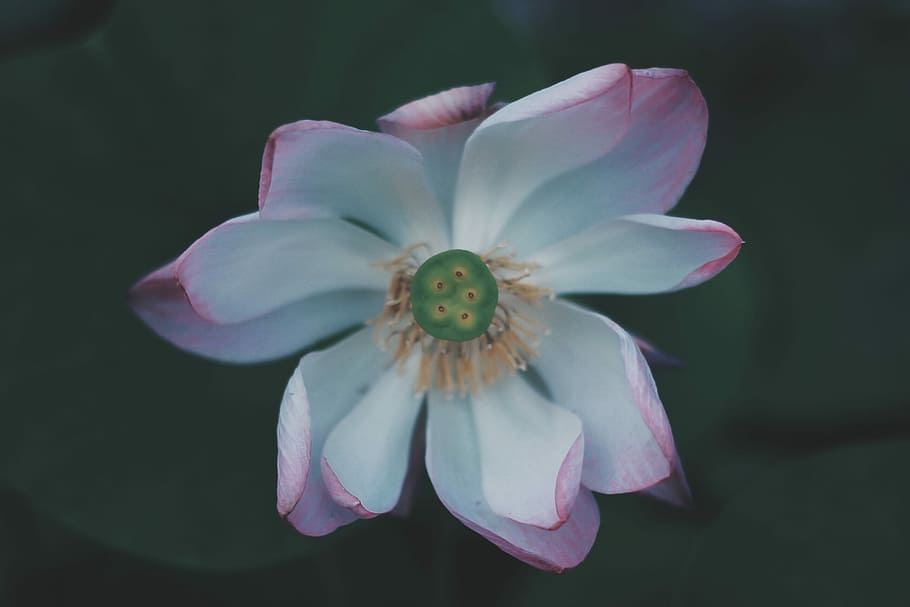 photography of white and pink petaled flower, close up photo of white and pink petaled flower HD wallpaper
