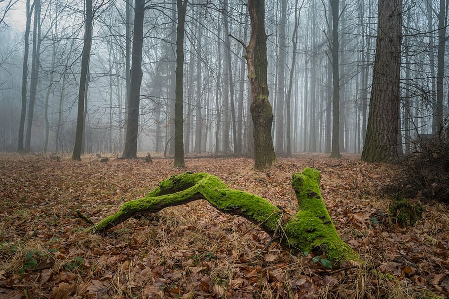 green and grey forest with fogs, moss, nature, winter, leaves HD wallpaper
