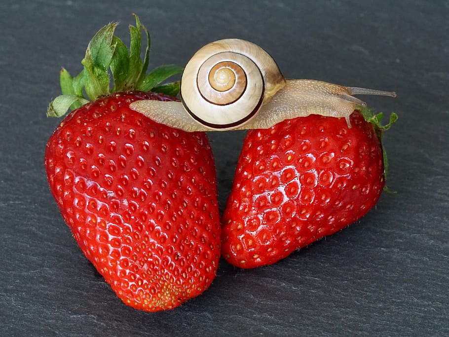 brown and gray garden snail on two strawberries, strawberry HD wallpaper