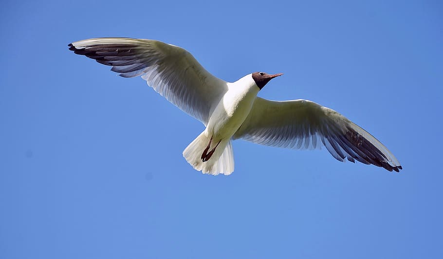 white bird spreading his wings, seagull, gray, photos, sky HD wallpaper